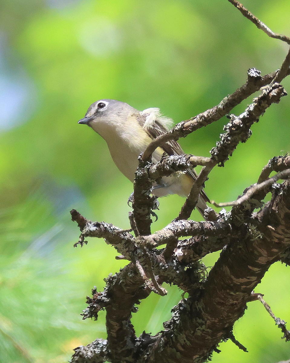 Mavi Başlı Vireo - ML620859612