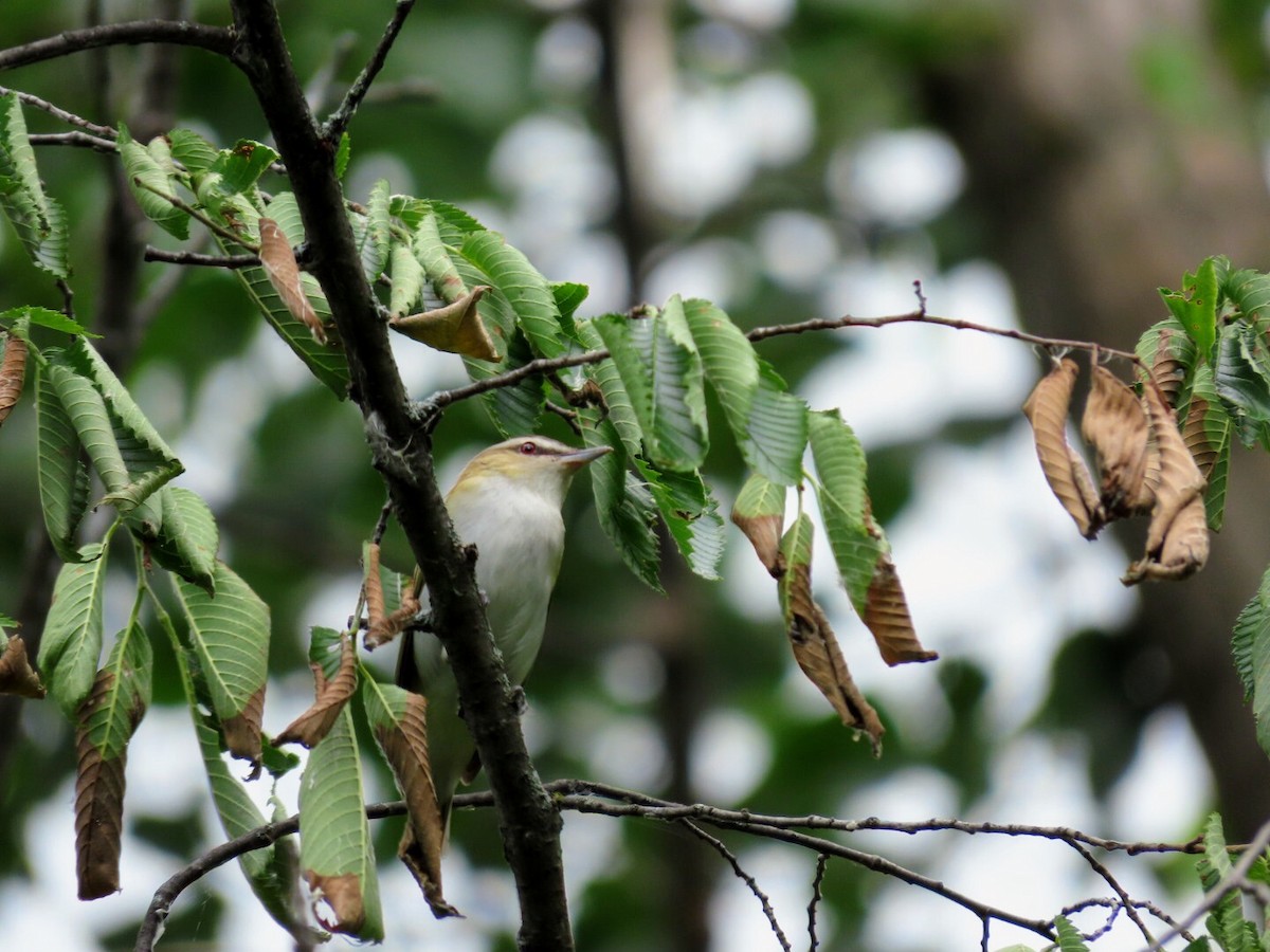 Red-eyed Vireo - ML620859615