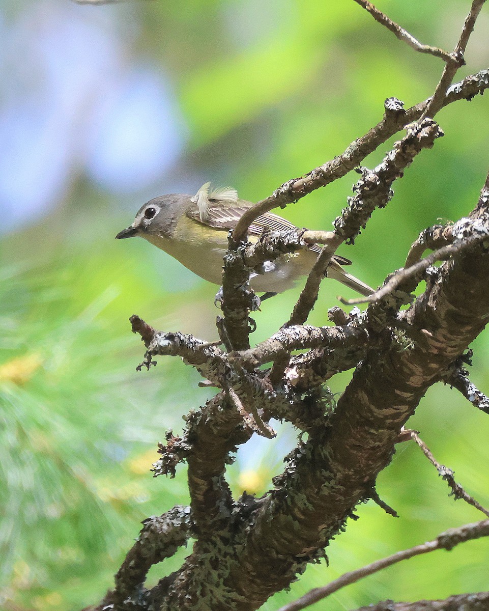 Mavi Başlı Vireo - ML620859616