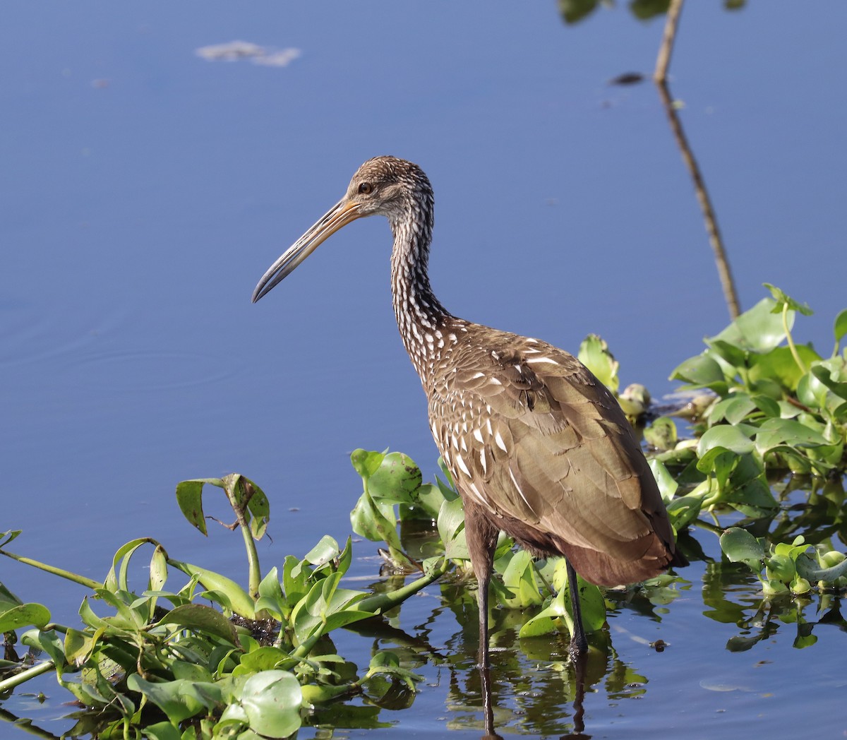 Limpkin - ML620859619