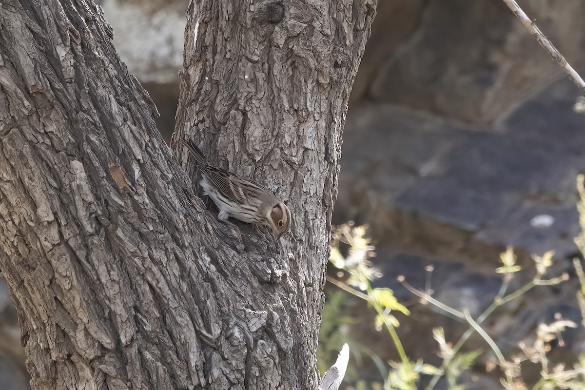 Little Bunting - ML620859628