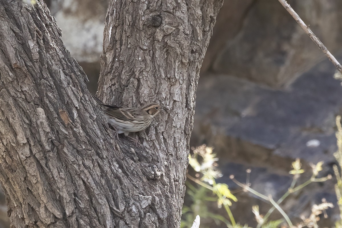 Little Bunting - ML620859630