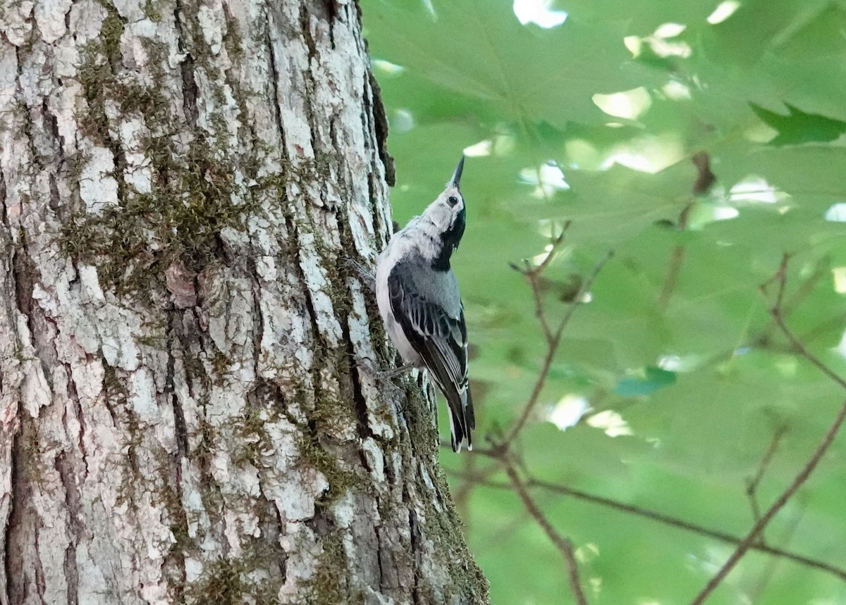 White-breasted Nuthatch - ML620859648