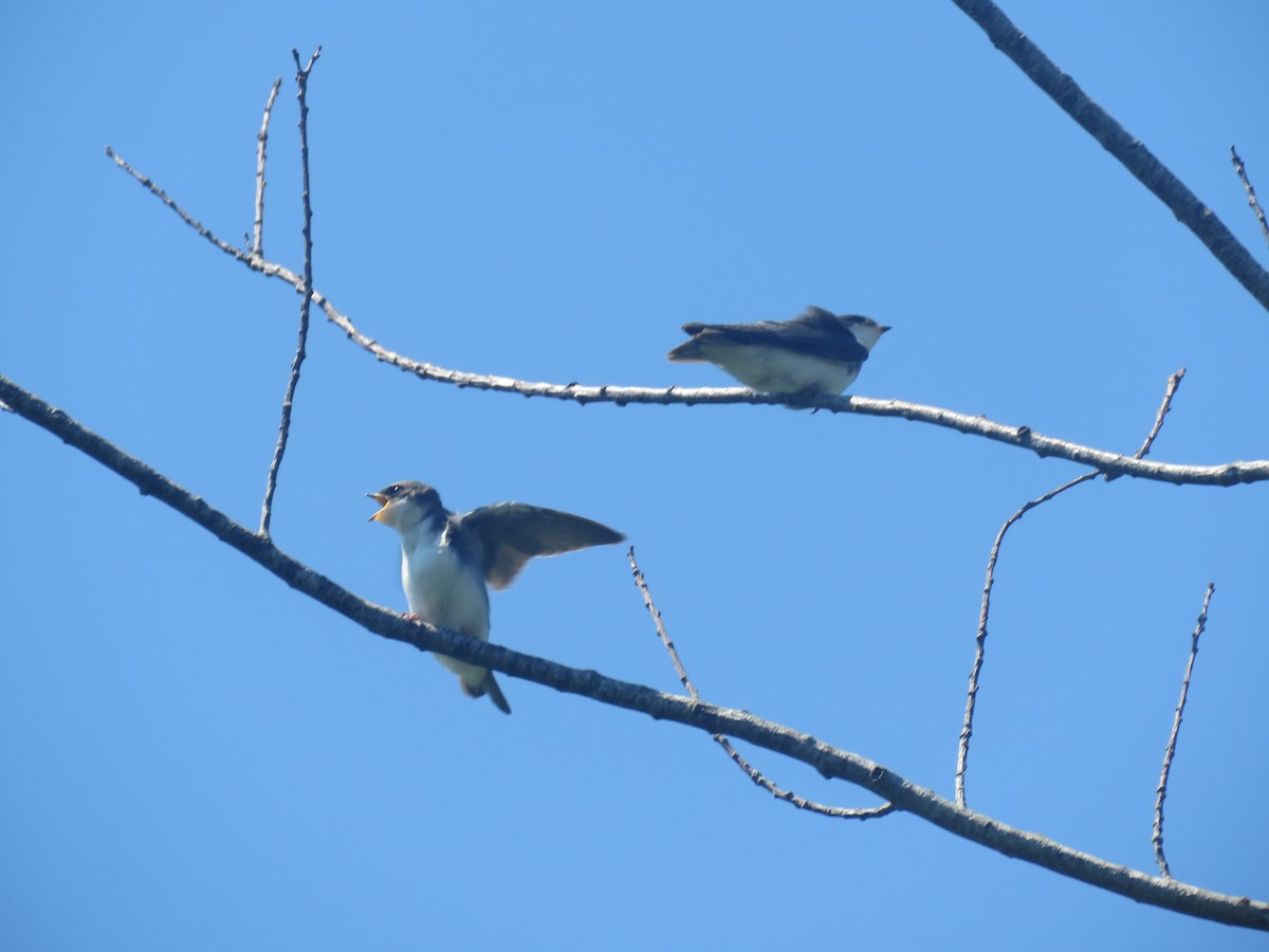 Golondrina Bicolor - ML620859650