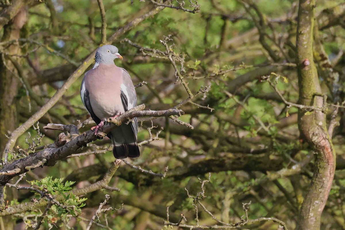 Common Wood-Pigeon (White-necked) - ML620859683