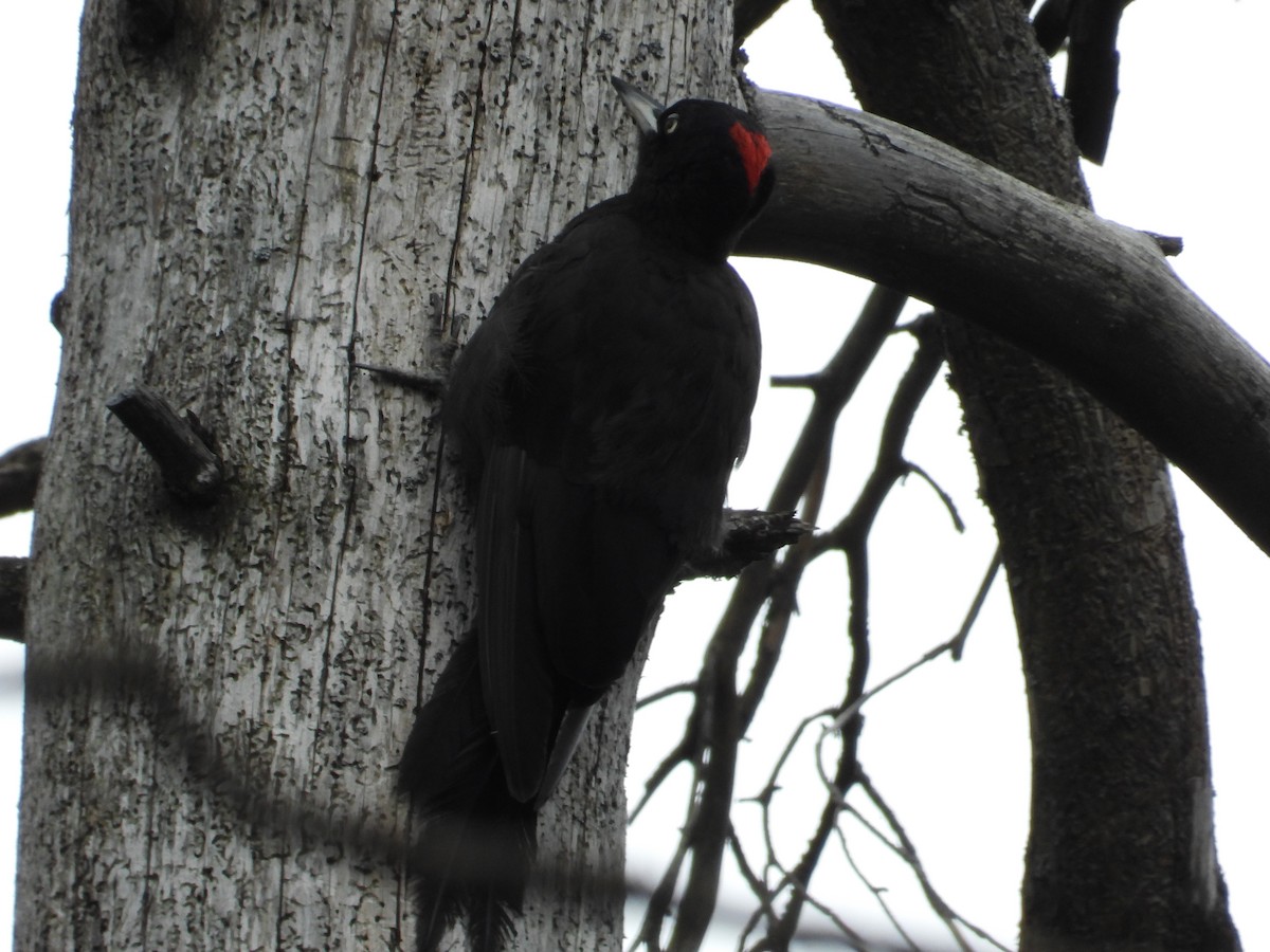 Black Woodpecker - ML620859687