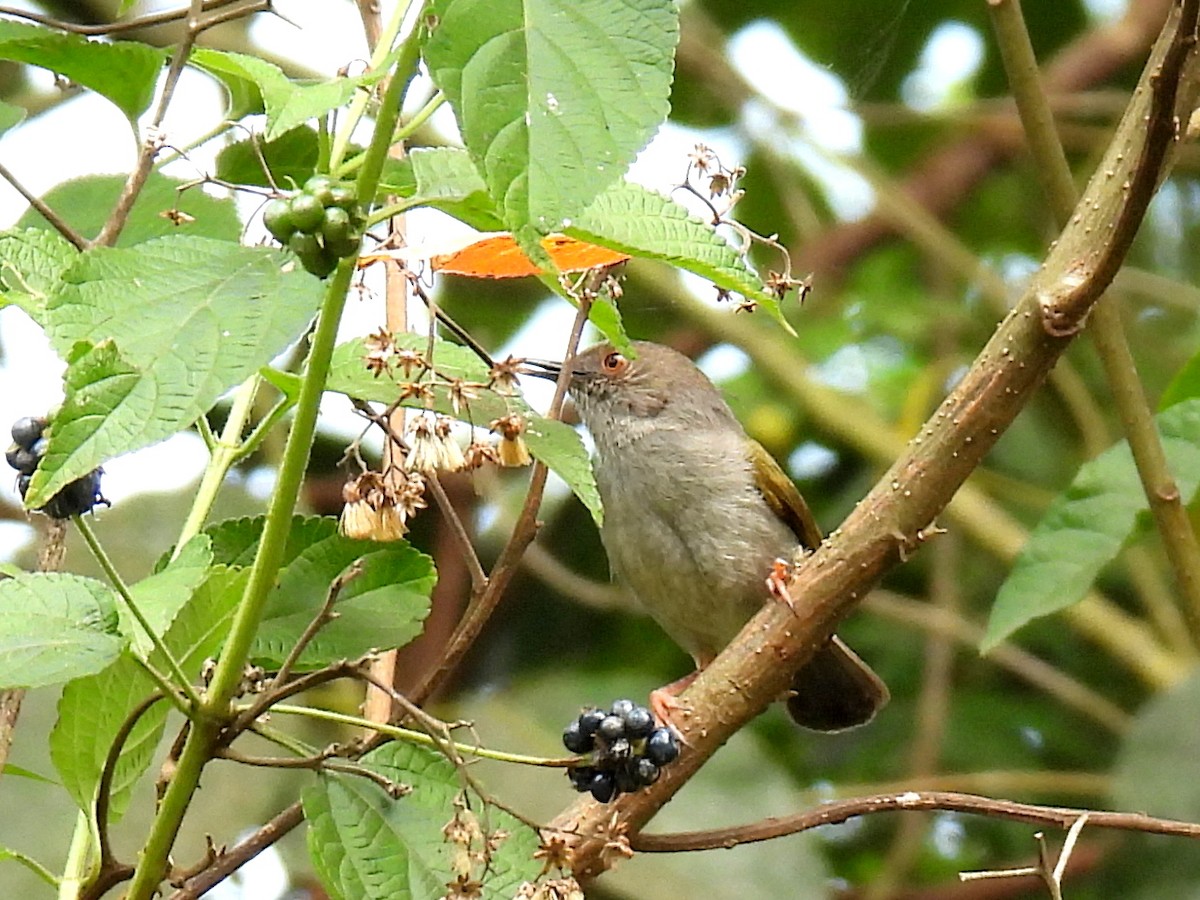 Green-backed Camaroptera - ML620859697