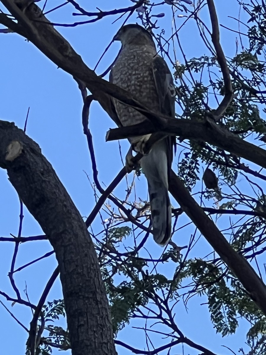 Cooper's Hawk - ML620859712