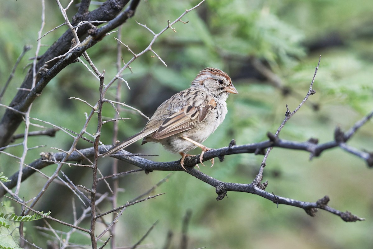 Rufous-winged Sparrow - ML620859742