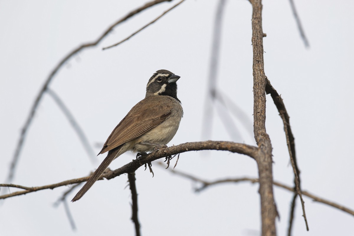 Black-throated Sparrow - ML620859743
