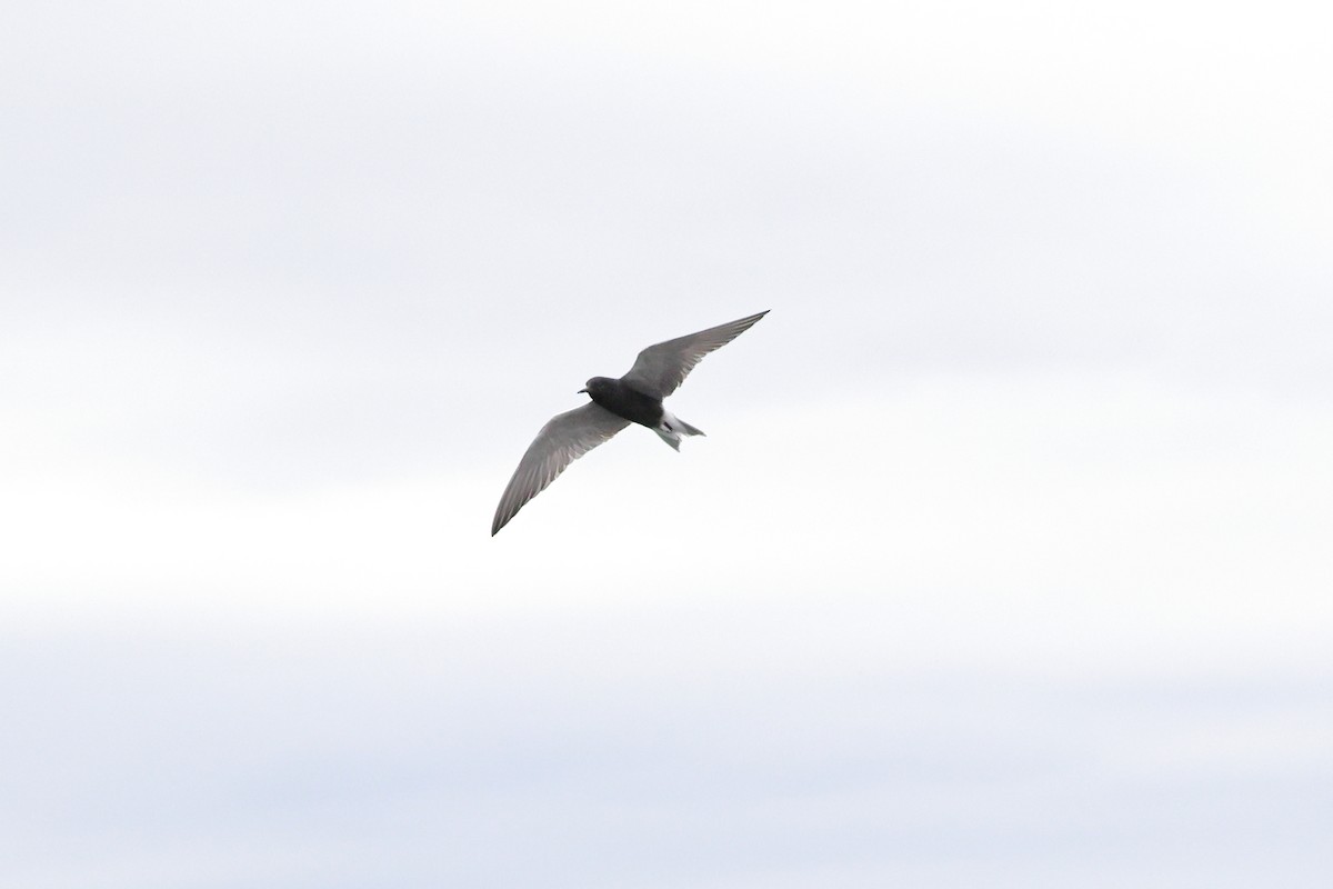 Black Tern - Mary McGreal