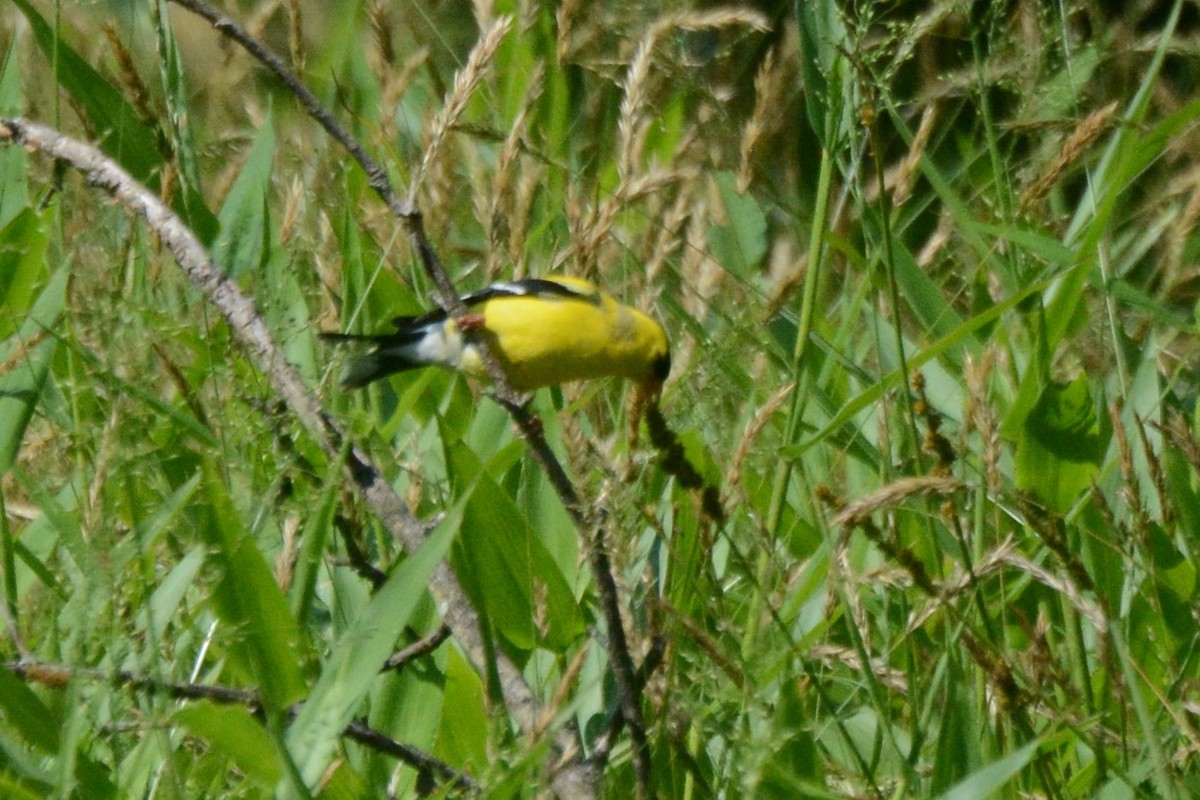 American Goldfinch - ML620859796