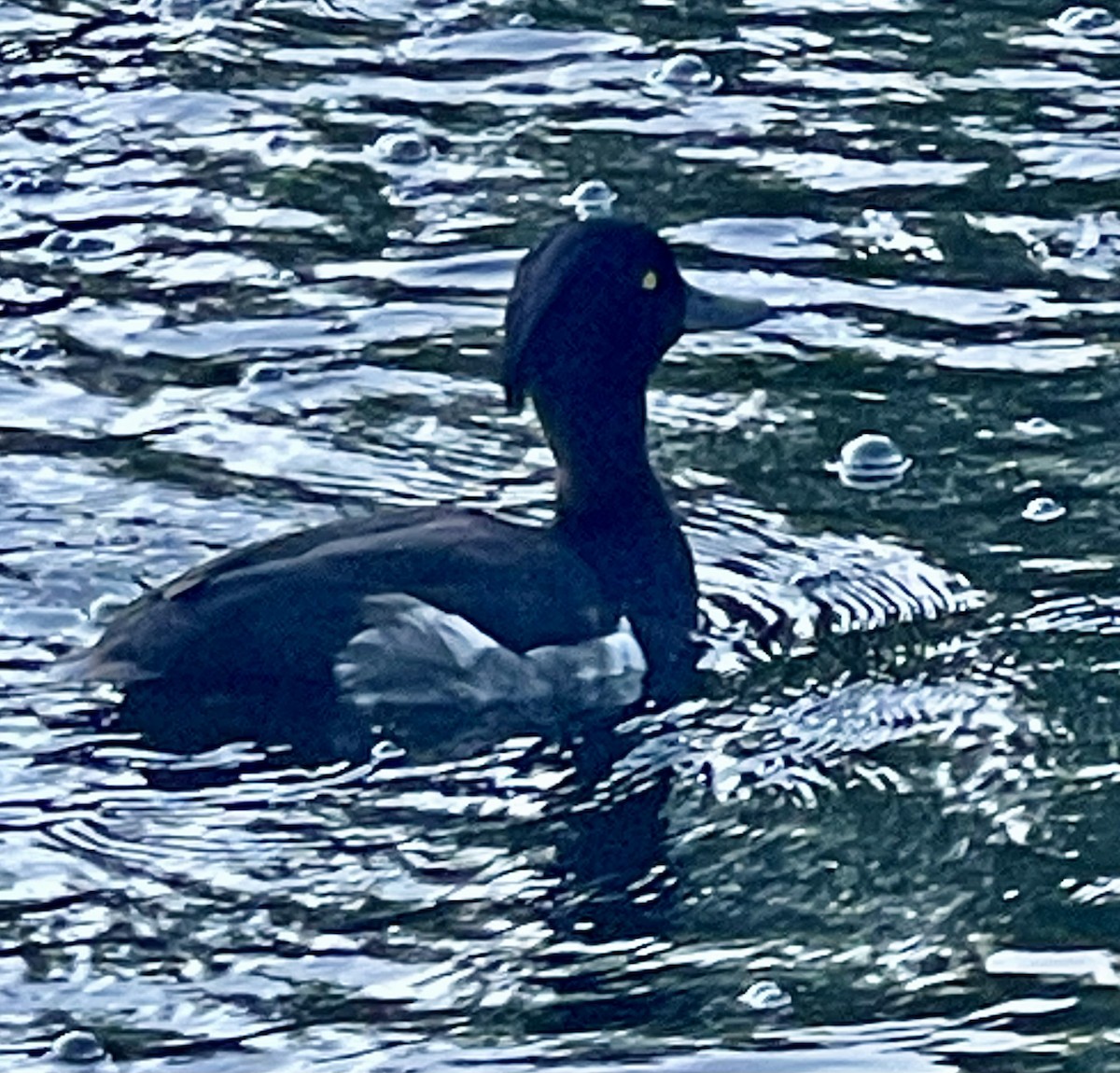 Tufted Duck - ML620859822