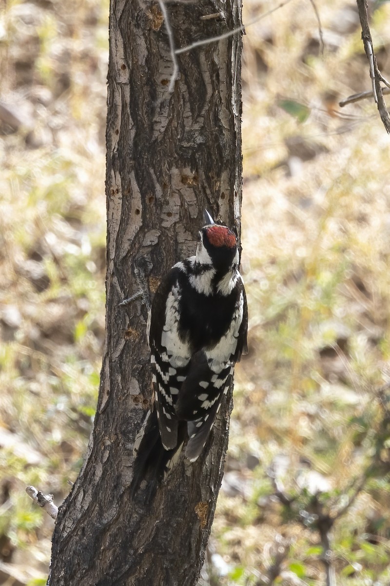 Great Spotted Woodpecker - ML620859845