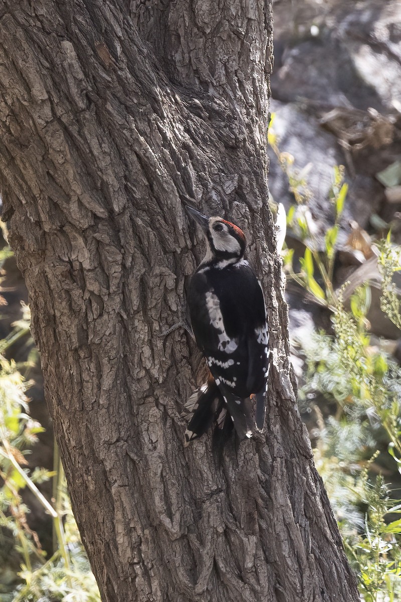 Great Spotted Woodpecker - ML620859846