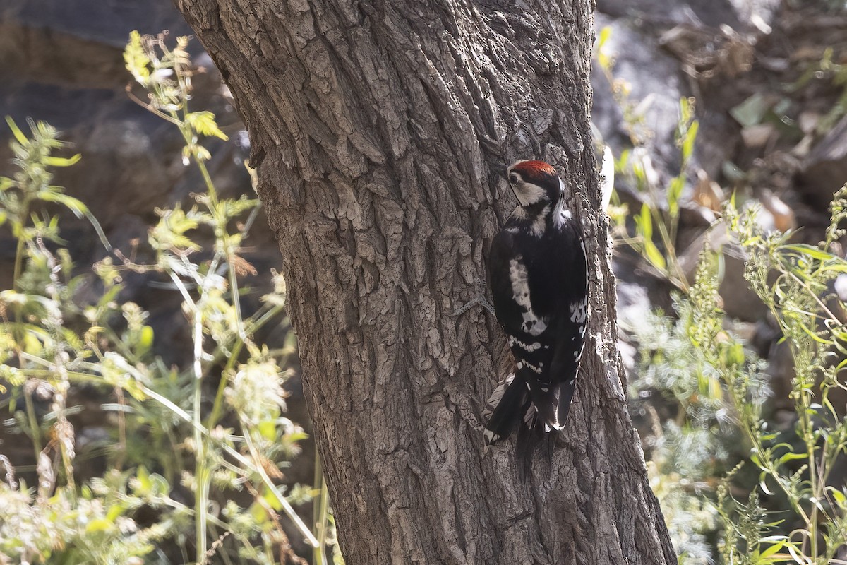 Great Spotted Woodpecker - ML620859847