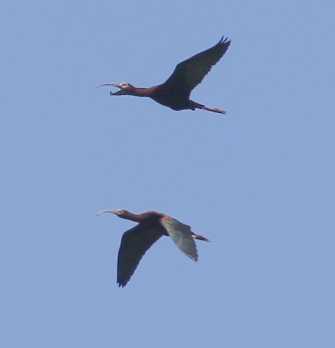 ibis americký - ML620859848