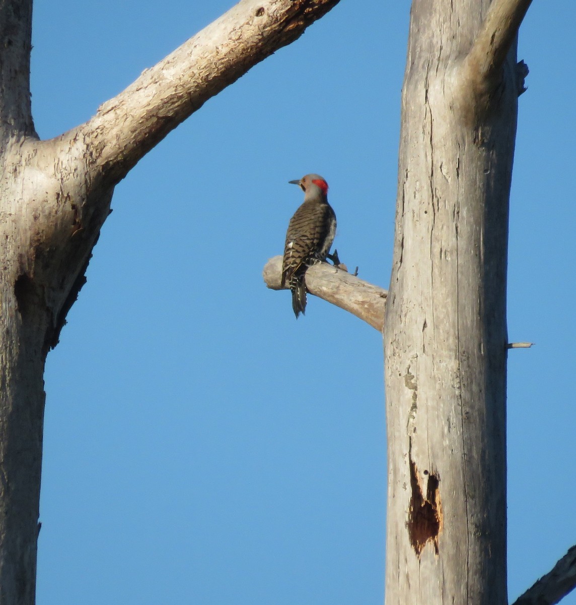 Red-bellied Woodpecker - ML620859853