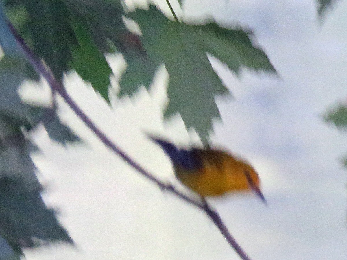 Prothonotary Warbler - ML620859854