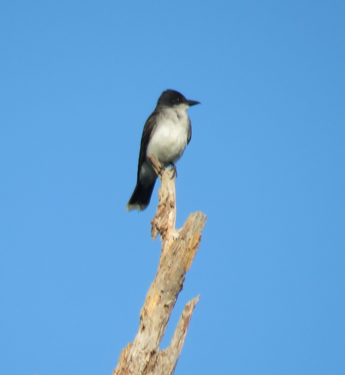 Eastern Kingbird - ML620859858