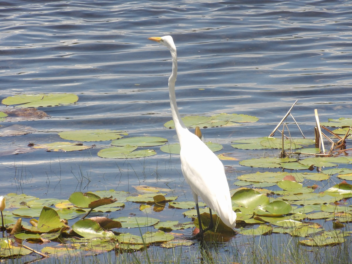 Grande Aigrette - ML620859862