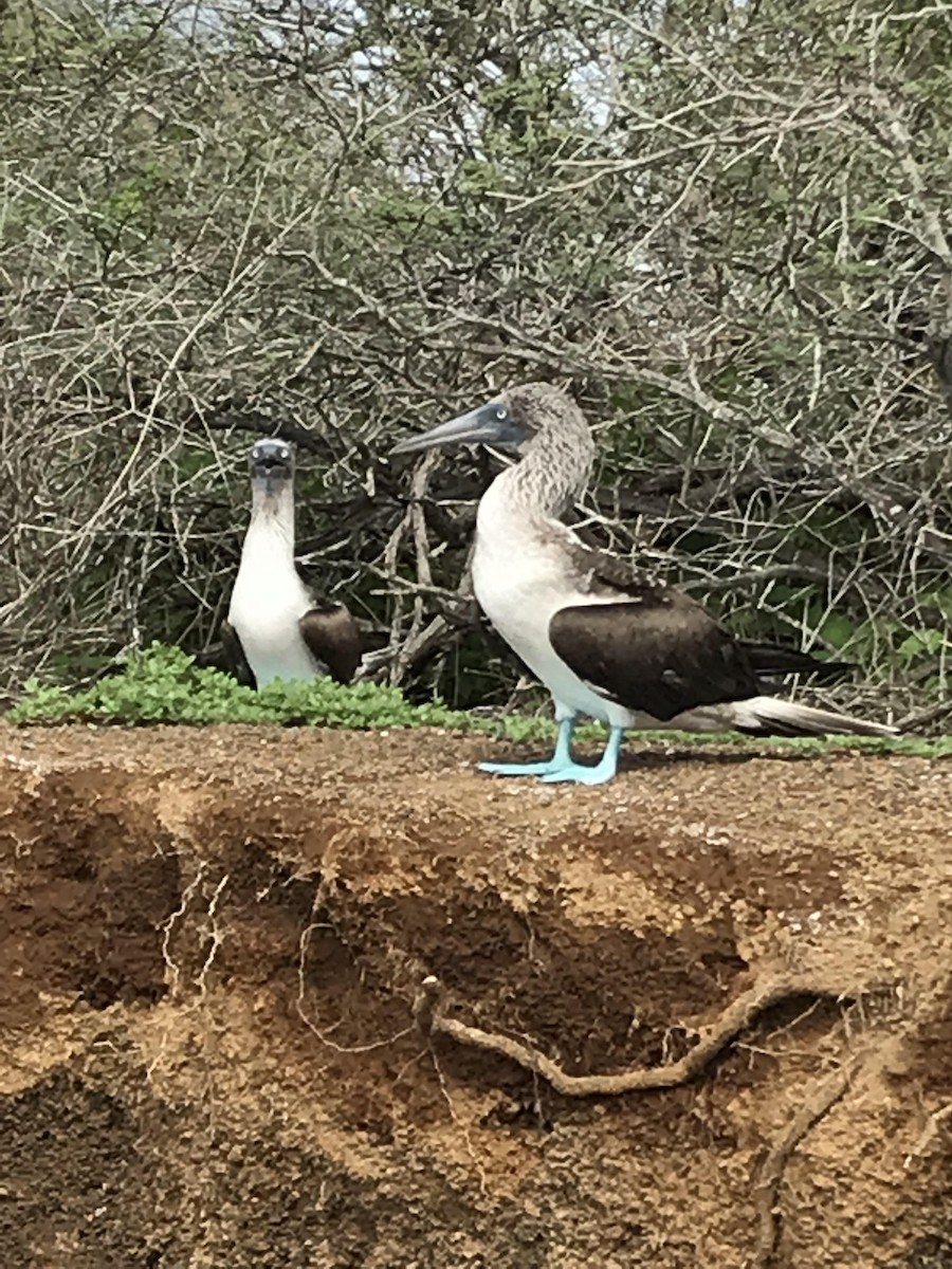 Blue-footed Booby - ML620859867