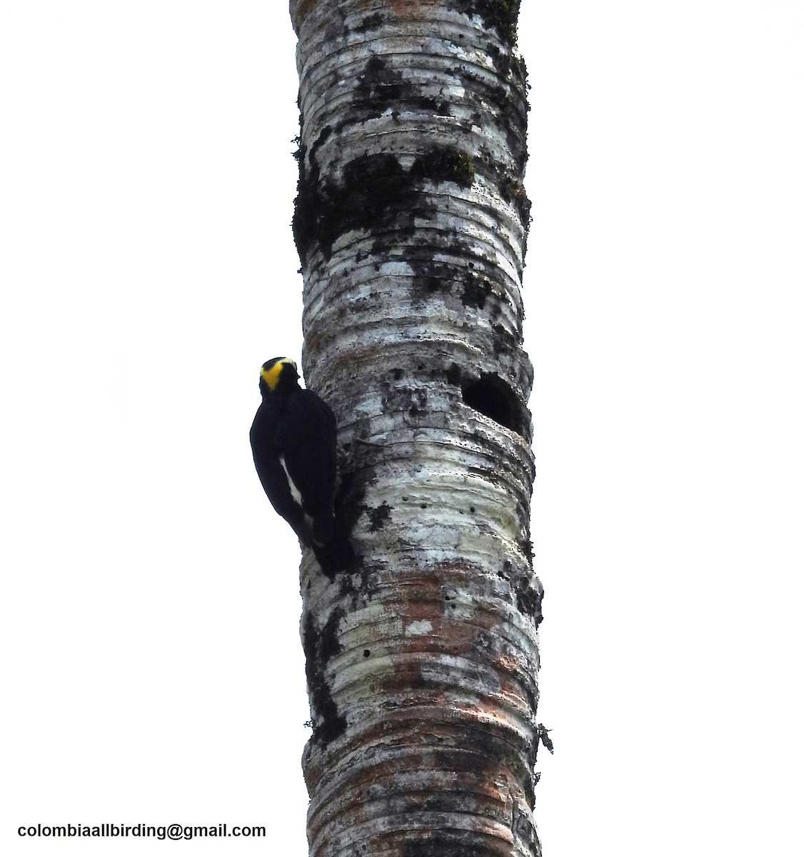 Yellow-tufted Woodpecker - ML620859882