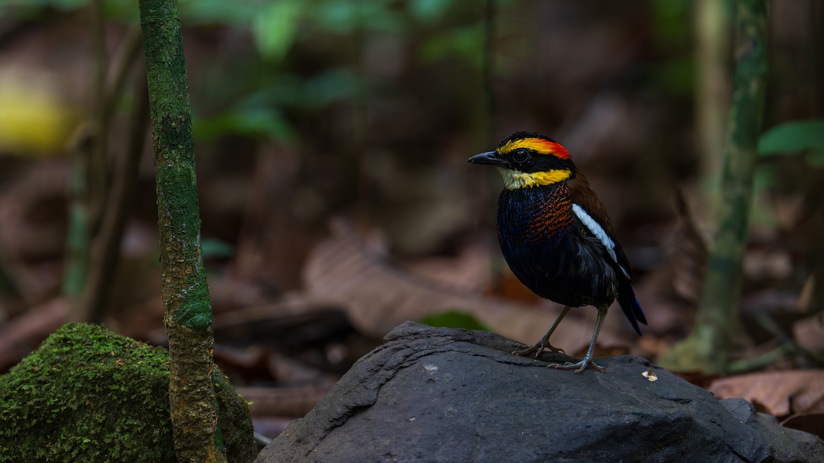 Malayan Banded-Pitta - ML620859887