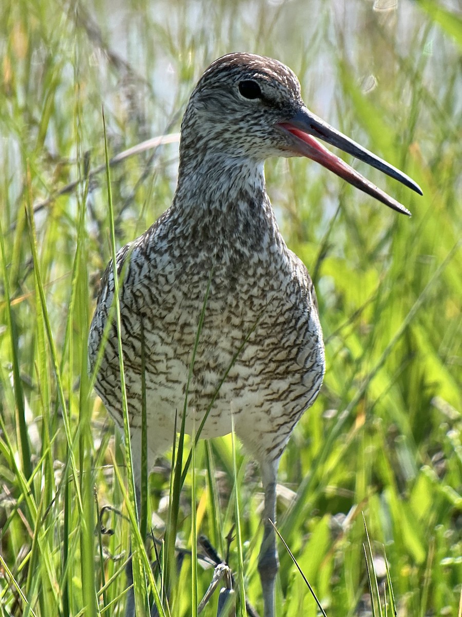 Chevalier semipalmé (semipalmata) - ML620859888