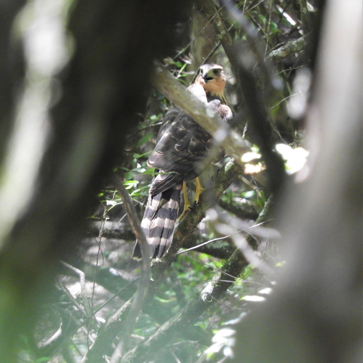 モモアカハイタカ - ML620859899