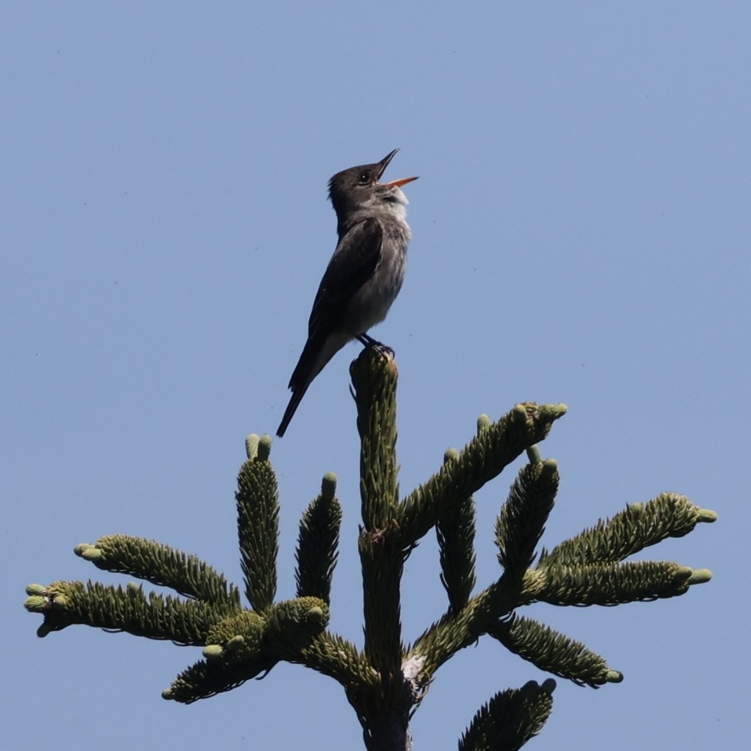 Olive-sided Flycatcher - ML620859919