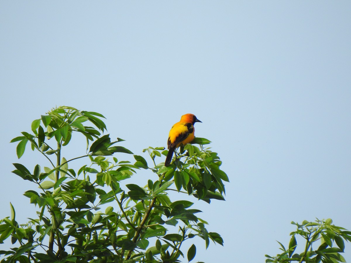 Orange Oriole - ML620859923