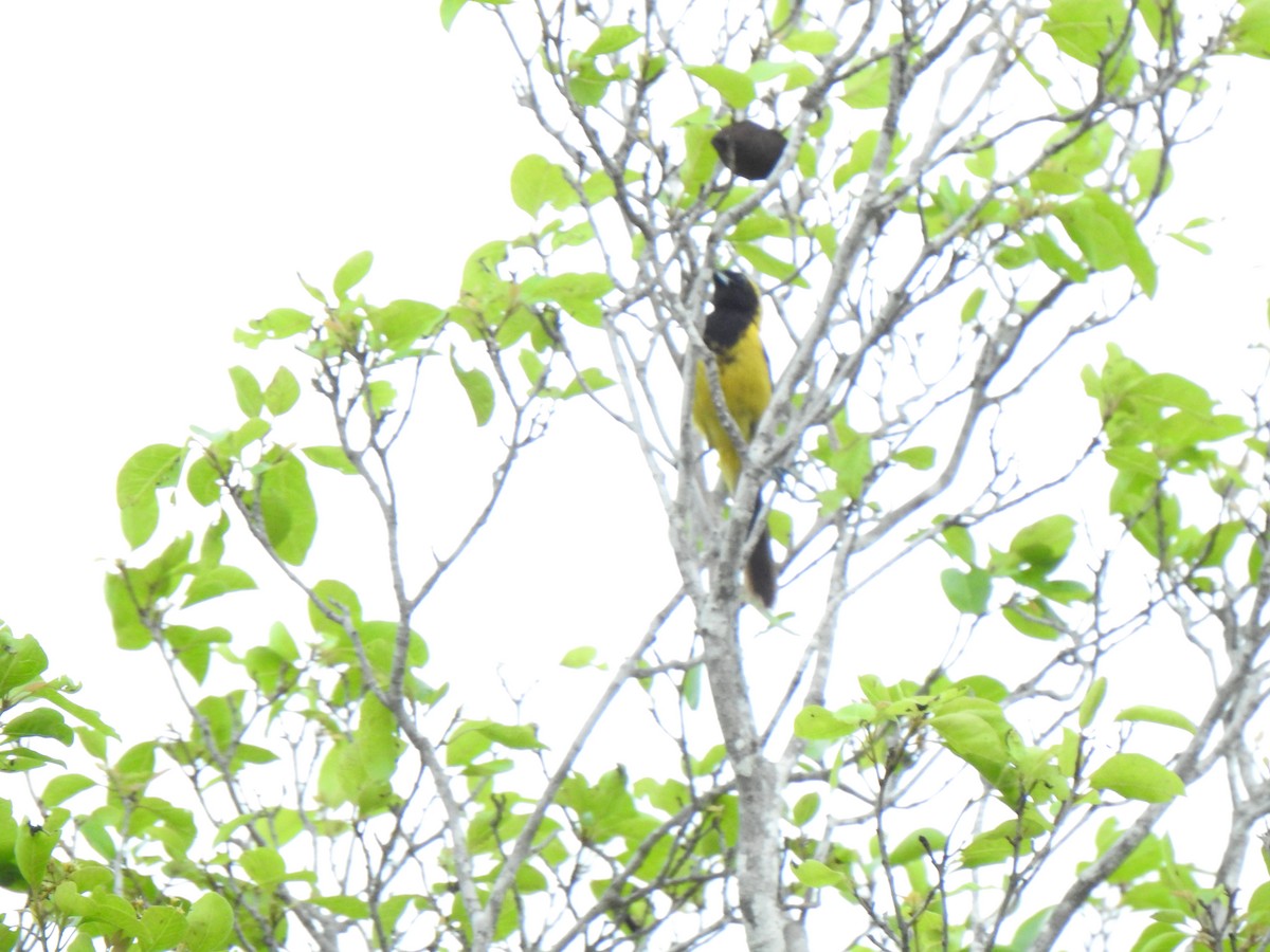 Black-cowled Oriole - ML620859927