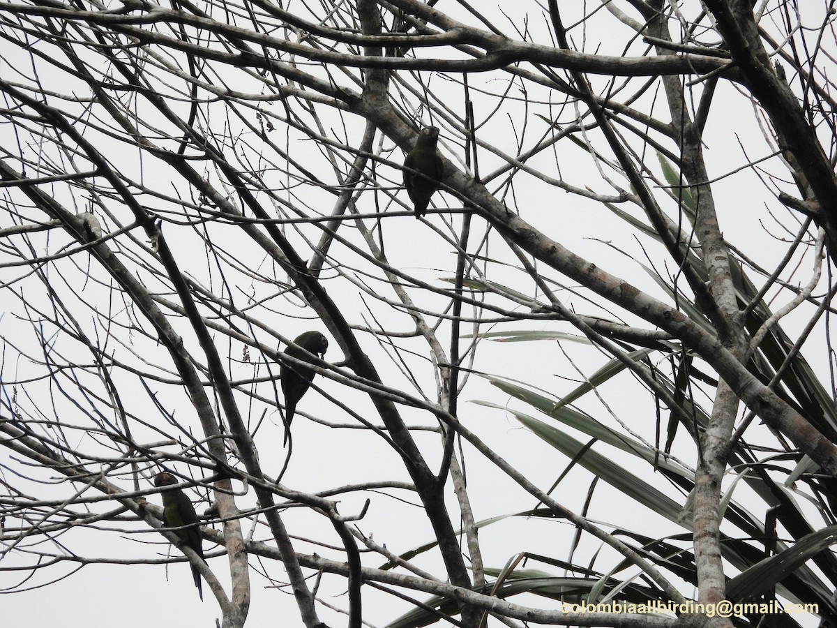 Dusky-headed Parakeet - ML620859931