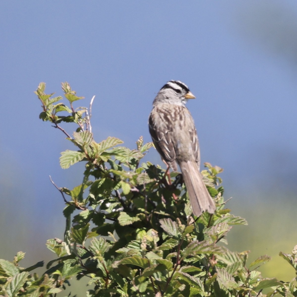 White-crowned Sparrow - ML620859951