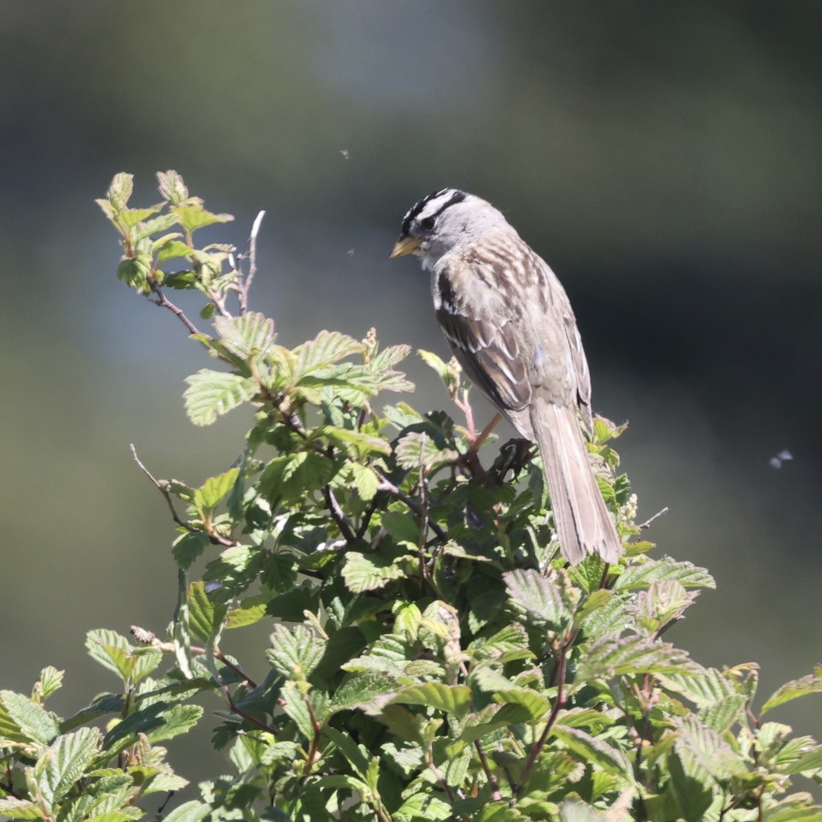 White-crowned Sparrow - ML620859952