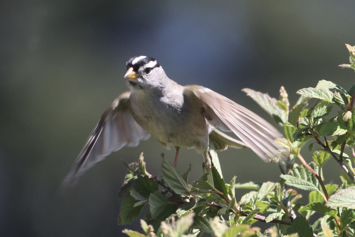 White-crowned Sparrow - ML620859953