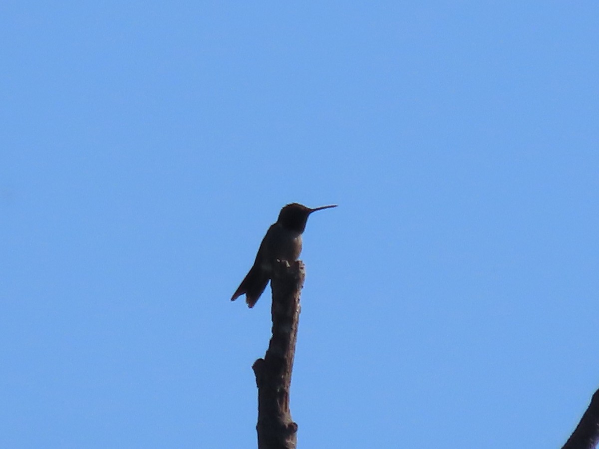 Colibrí Gorjirrubí - ML620859954