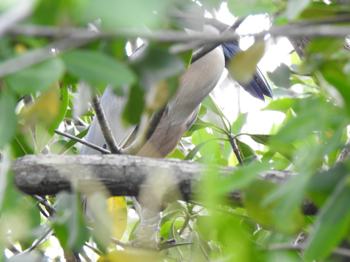 Boat-billed Heron - ML620859955