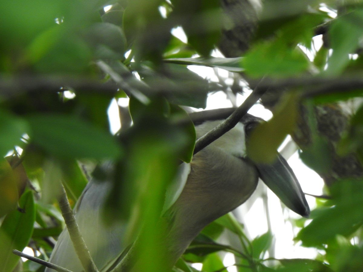 Boat-billed Heron - ML620859956