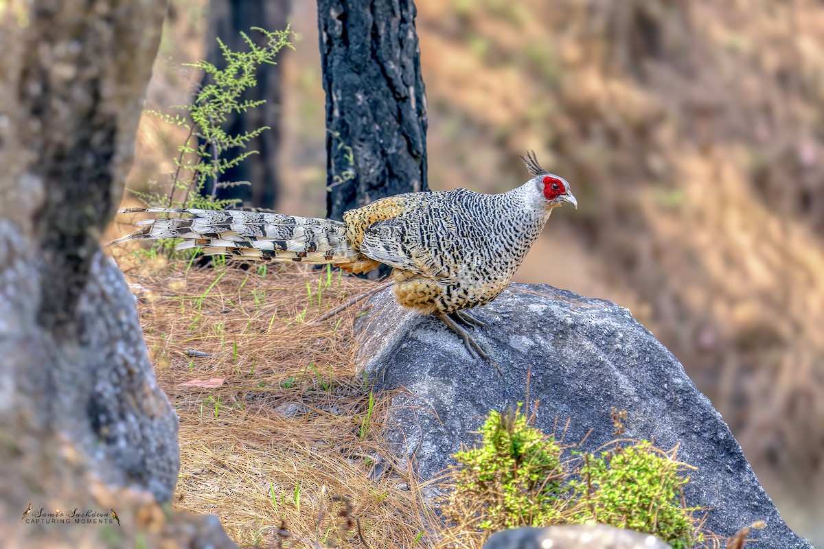 Cheer Pheasant - ML620859961