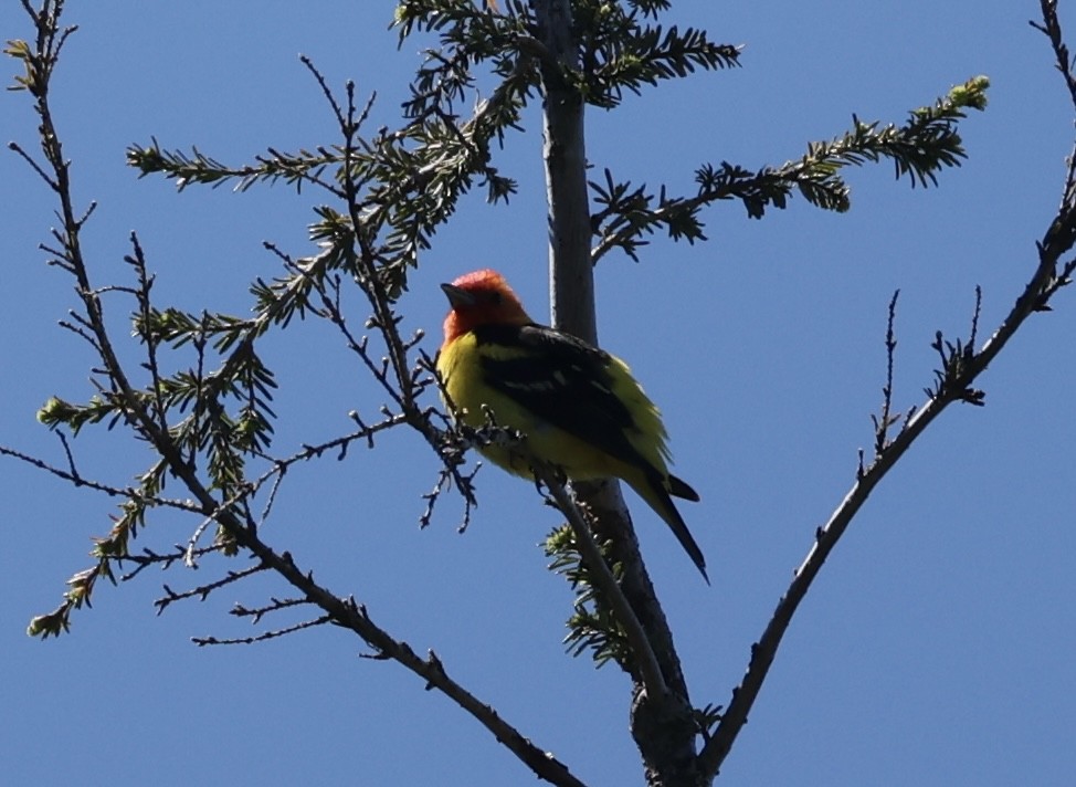 Western Tanager - ML620859962