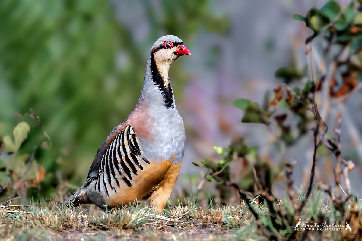 Chukar - ML620859972
