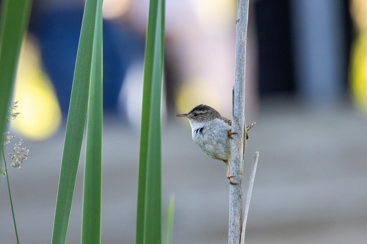 Marsh Wren - ML620859974