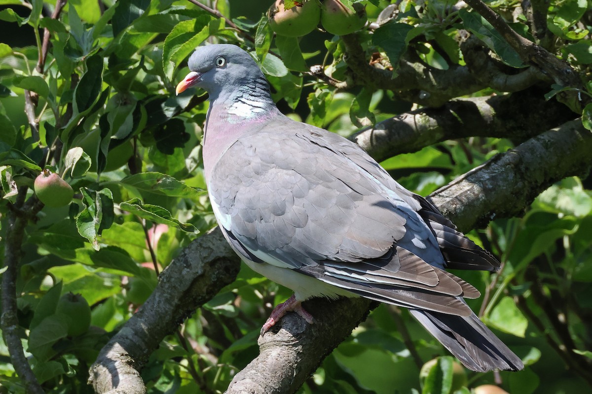 Common Wood-Pigeon - ML620859982