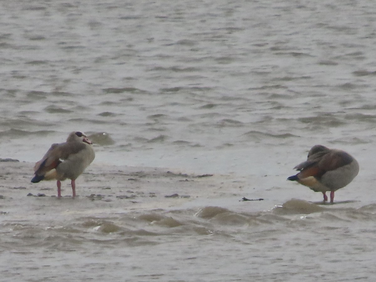 Egyptian Goose - ML620859984