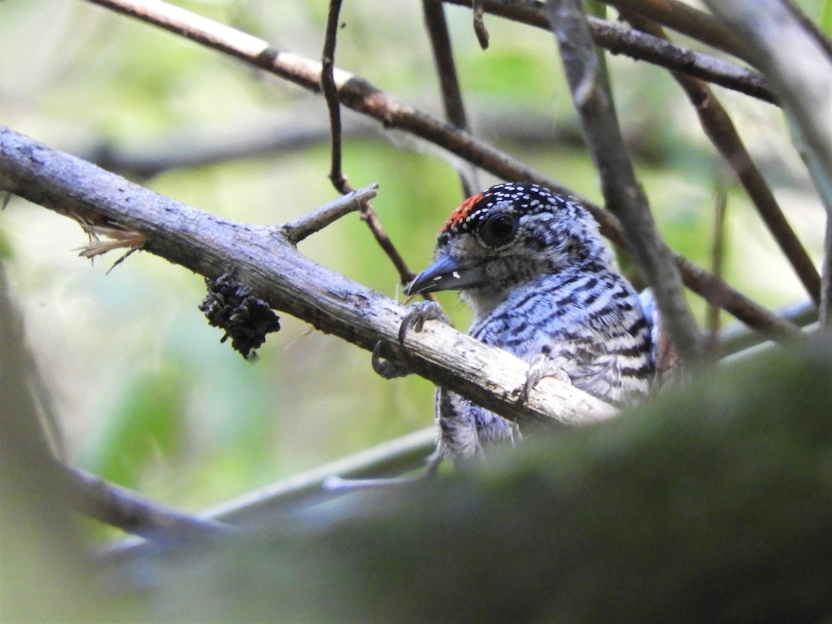 White-barred Piculet - ML620859993