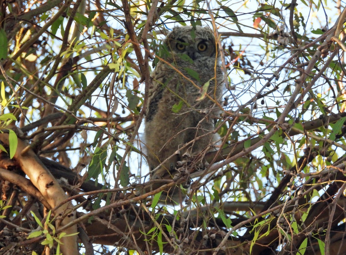 Great Horned Owl - ML620859997