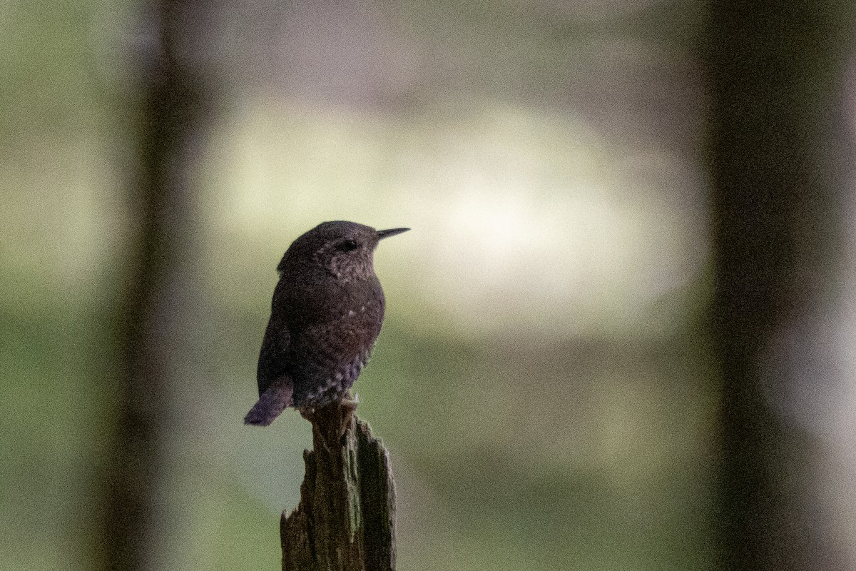 Pacific Wren - ML620860005