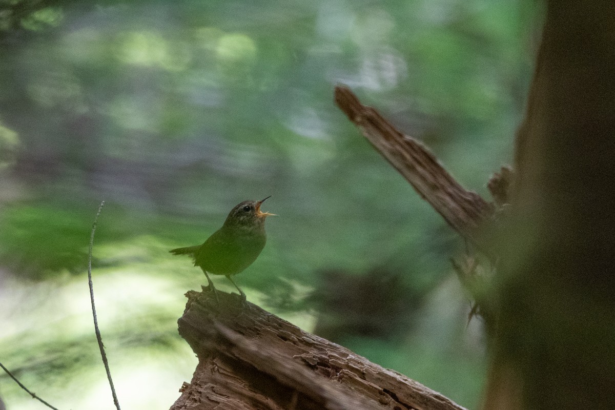 Pacific Wren - ML620860006